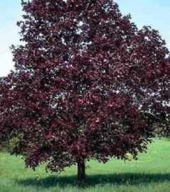Acer platnoides ‘Royal Red’ / Rode Esdoorn