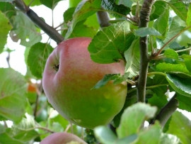 Malus d. `Brabant Bellefleur` / handappel