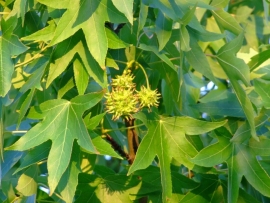 Liquidambar stiraciflua / Amberboom