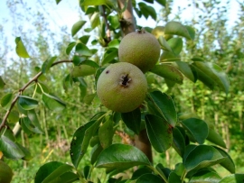 Pyrus c. `Heerenpeertje`