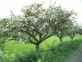 fruitbomen