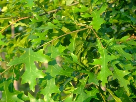 Quercus Palustris / moeraseik