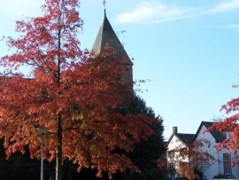 Quercus Palustris / moeraseik