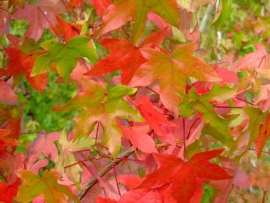 Liquidambar stiraciflua / Amberboom