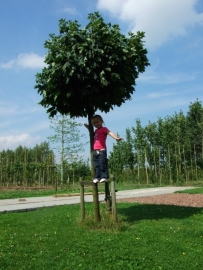 Acer platanoides ‘Globosum’