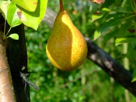 Pyrus c. `Beurre v.d. Ham`