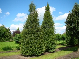 Carpinus betulus  'Fastigiata'