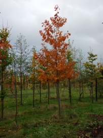 Liquidambar stiraciflua / Amberboom