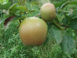 appelbomen