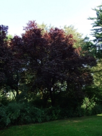 Prunus cerasifera `Nigra` / Roodbladige sierkers