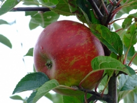 Malus d. `Ingrid Marie` / moesappel