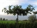 Platanus Orientalis / Oosterse plataan als dak geleid