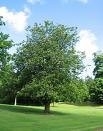 Fagus sylvatica / Groene beuk