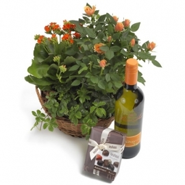 Oranje plantenmix cadeauset