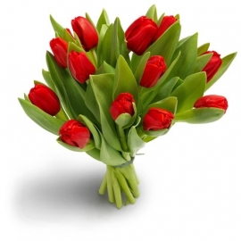 Schitterende rode tulpen
