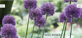 Veel moed