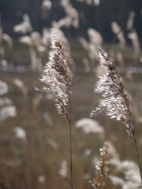 Persoonlijke foto met luchtzuiverende werking