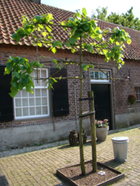 Biologische boerderij Sumiran Asten-Heusden