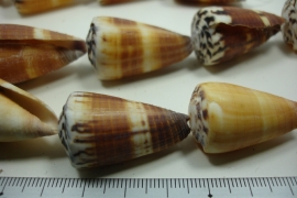 *[ 10051 ] Conus 32 x 20 mm. Bruin/Naturel, per streng