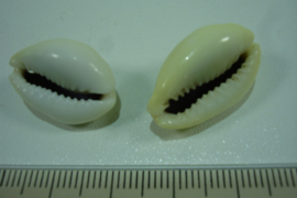 [ 0124 ] Kauri schelp  +/- 20 mm. Wit tot Geel/Bruin, per stuk