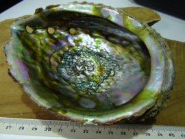 Abalone Schelp donker, tussen 13 en 15 cm.