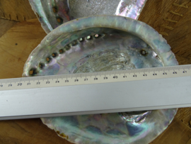 2 x Abalone Schelpen van +/- 18 cm.