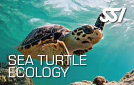 SSI Kit Sea Turtle Ecology