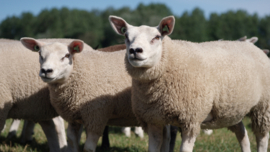 Texeler Puur Natuur Perkal wollen dekbed