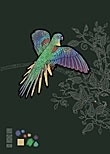 Turquoise Parrot