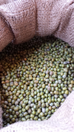 Katjang Idjoe / mungbonen / Soja/soya  vert / China / Oogstjaar 2023 / 0,5 kilo