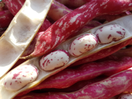 Borlotti bonen, standaard / Italië /Oogstjaar 2024 / 0,5 kilo