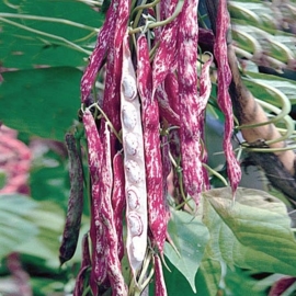 Borlotti bonen, standaard / Italië /Oogstjaar 2023 / 0,5 kilo