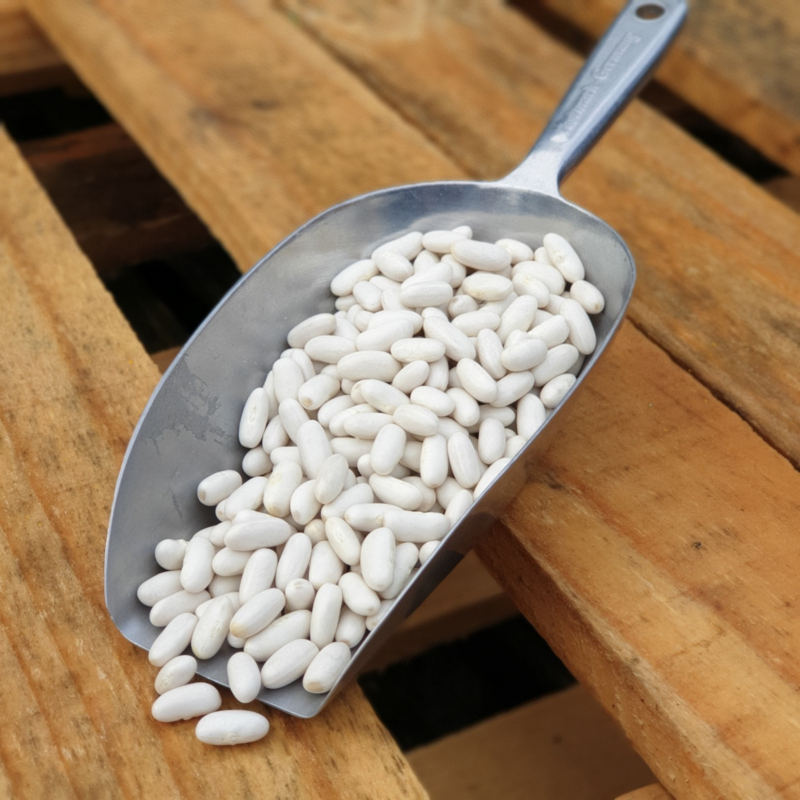 Kidneybeans White/ wit  / witte kidneybonen / witte nierbonen / Canada /Oogstjaar 2022 |  0,5 kilo