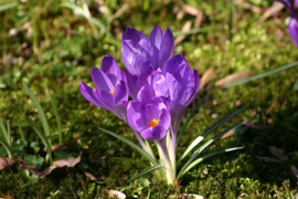 011. Lente lentepracht in de tuin.