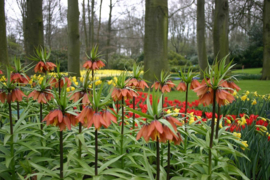 009. Keukenhof deel 2.