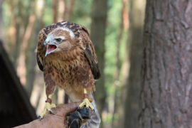 030. Wildpark Gangelt.