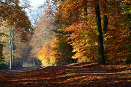 036. De Veluwe.