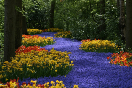 008. Keukenhof deel 1.