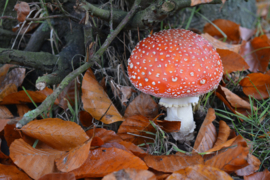 303. Voorleesverhaal met beeldmateriaal: de Herfst.