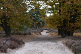 041. De Peel, de Brunssummerheide en de Meinweg.