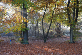 036. De Veluwe.