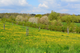 010. Lente bloesems en dieren.