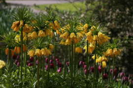 008. Keukenhof deel 1.