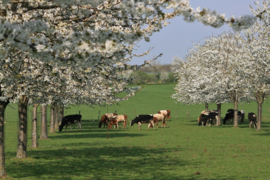 010. Lente bloesems en dieren.