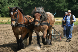 305. Voorleesverhaal met beeldmateriaal: het vroegere boerenleven met historische landbouw.