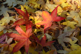 303. Voorleesverhaal met beeldmateriaal: de Herfst.