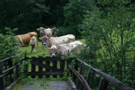 016. Oostenrijk deel 1 Tirol het Zillertal en het Kaunertal.