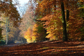 036. De Veluwe.