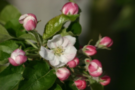 010. Lente bloesems en dieren.