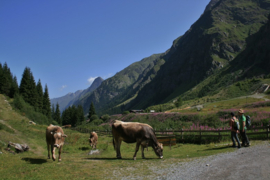 017. Oostenrijk deel 2 Het Pitztal, Karinthië, het Salzburgerland en Hallstadt e.o. in Opper-Oostenrijk.